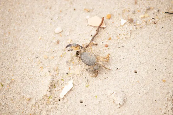Bu sevimli yengeç sahilde enkazın arasında yatıyordu. Küçük pençe çimdikleme şeklinde yukarı bakıyor. Bu yaratık korkmuş görünüyor ve bizi korkutmak istiyor. Her yerde kum taneleri var..