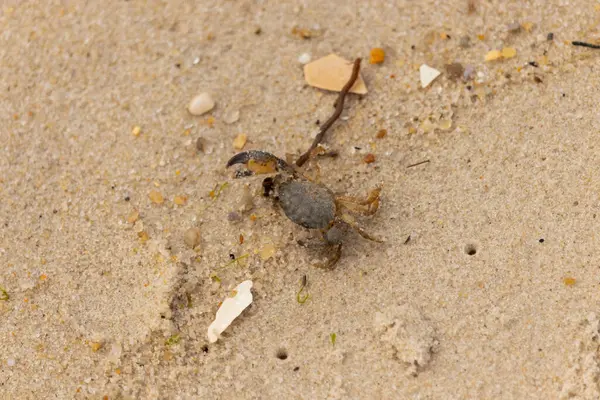 Bu sevimli yengeç sahilde enkazın arasında yatıyordu. Küçük pençe çimdikleme şeklinde yukarı bakıyor. Bu yaratık korkmuş görünüyor ve bizi korkutmak istiyor. Her yerde kum taneleri var..