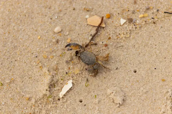 Bu sevimli yengeç sahilde enkazın arasında yatıyordu. Küçük pençe çimdikleme şeklinde yukarı bakıyor. Bu yaratık korkmuş görünüyor ve bizi korkutmak istiyor. Her yerde kum taneleri var..