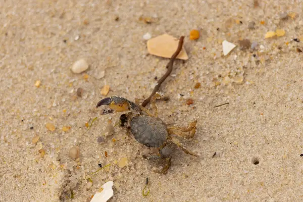 Bu sevimli yengeç sahilde enkazın arasında yatıyordu. Küçük pençe çimdikleme şeklinde yukarı bakıyor. Bu yaratık korkmuş görünüyor ve bizi korkutmak istiyor. Her yerde kum taneleri var..