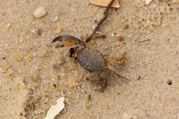 Bu sevimli yengeç sahilde enkazın arasında yatıyordu. Küçük pençe çimdikleme şeklinde yukarı bakıyor. Bu yaratık korkmuş görünüyor ve bizi korkutmak istiyor. Her yerde kum taneleri var..