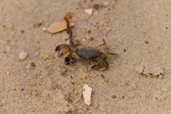 Bu sevimli yengeç sahilde enkazın arasında yatıyordu. Küçük pençe çimdikleme şeklinde yukarı bakıyor. Bu yaratık korkmuş görünüyor ve bizi korkutmak istiyor. Her yerde kum taneleri var..