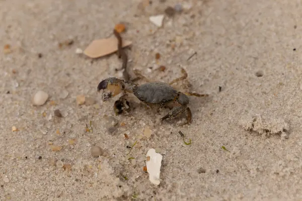 Bu sevimli yengeç sahilde enkazın arasında yatıyordu. Küçük pençe çimdikleme şeklinde yukarı bakıyor. Bu yaratık korkmuş görünüyor ve bizi korkutmak istiyor. Her yerde kum taneleri var..