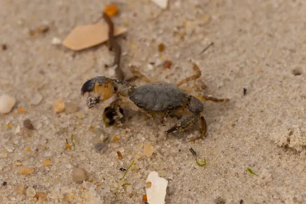 Bu sevimli yengeç sahilde enkazın arasında yatıyordu. Küçük pençe çimdikleme şeklinde yukarı bakıyor. Bu yaratık korkmuş görünüyor ve bizi korkutmak istiyor. Her yerde kum taneleri var..
