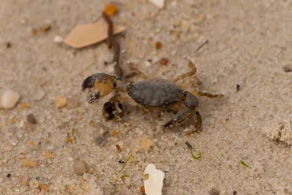 Bu sevimli yengeç sahilde enkazın arasında yatıyordu. Küçük pençe çimdikleme şeklinde yukarı bakıyor. Bu yaratık korkmuş görünüyor ve bizi korkutmak istiyor. Her yerde kum taneleri var..