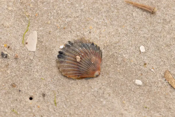 Bu güzel deniz tarağı kabuğu sahilde yatıyordu. Renk bantları kahverengiler, kırmızılar ve siyahlarla göze çarpıyor. Deniz kabuğu çıkıntılı bir vantilatöre benziyor. Her yerde kum taneleri vardı..