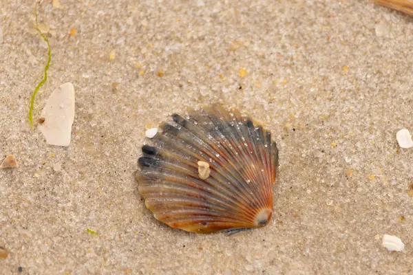 Bu güzel deniz tarağı kabuğu sahilde yatıyordu. Renk bantları kahverengiler, kırmızılar ve siyahlarla göze çarpıyor. Deniz kabuğu çıkıntılı bir vantilatöre benziyor. Her yerde kum taneleri vardı..