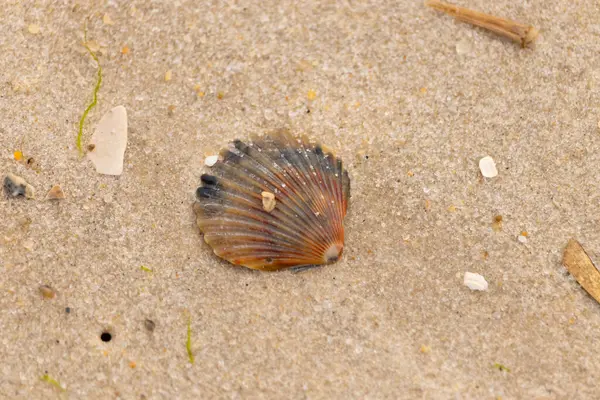 Bu güzel deniz tarağı kabuğu sahilde yatıyordu. Renk bantları kahverengiler, kırmızılar ve siyahlarla göze çarpıyor. Deniz kabuğu çıkıntılı bir vantilatöre benziyor. Her yerde kum taneleri vardı..