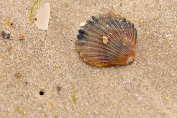 Bu güzel deniz tarağı kabuğu sahilde yatıyordu. Renk bantları kahverengiler, kırmızılar ve siyahlarla göze çarpıyor. Deniz kabuğu çıkıntılı bir vantilatöre benziyor. Her yerde kum taneleri vardı..