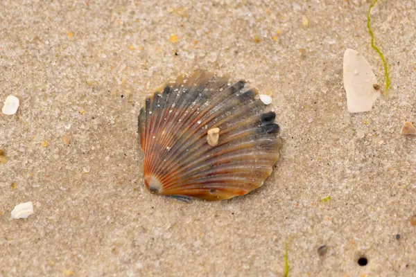 Bu güzel deniz tarağı kabuğu sahilde yatıyordu. Renk bantları kahverengiler, kırmızılar ve siyahlarla göze çarpıyor. Deniz kabuğu çıkıntılı bir vantilatöre benziyor. Her yerde kum taneleri vardı..