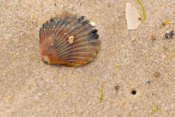 Bu güzel deniz tarağı kabuğu sahilde yatıyordu. Renk bantları kahverengiler, kırmızılar ve siyahlarla göze çarpıyor. Deniz kabuğu çıkıntılı bir vantilatöre benziyor. Her yerde kum taneleri vardı..
