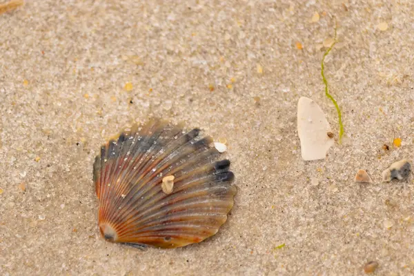 Bu güzel deniz tarağı kabuğu sahilde yatıyordu. Renk bantları kahverengiler, kırmızılar ve siyahlarla göze çarpıyor. Deniz kabuğu çıkıntılı bir vantilatöre benziyor. Her yerde kum taneleri vardı..