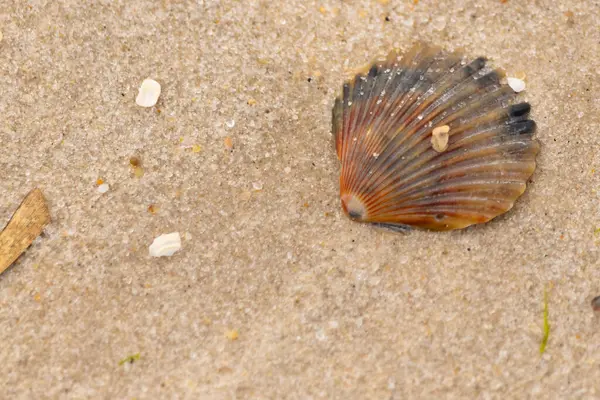Bu güzel deniz tarağı kabuğu sahilde yatıyordu. Renk bantları kahverengiler, kırmızılar ve siyahlarla göze çarpıyor. Deniz kabuğu çıkıntılı bir vantilatöre benziyor. Her yerde kum taneleri vardı..