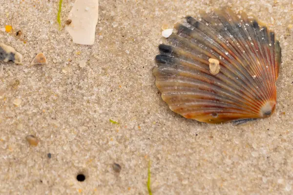 Bu güzel deniz tarağı kabuğu sahilde yatıyordu. Renk bantları kahverengiler, kırmızılar ve siyahlarla göze çarpıyor. Deniz kabuğu çıkıntılı bir vantilatöre benziyor. Her yerde kum taneleri vardı..