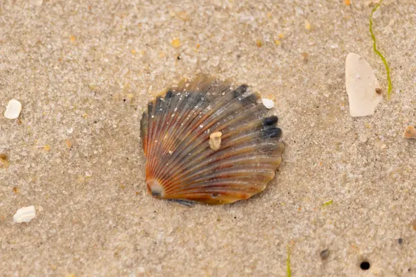 Bu güzel deniz tarağı kabuğu sahilde yatıyordu. Renk bantları kahverengiler, kırmızılar ve siyahlarla göze çarpıyor. Deniz kabuğu çıkıntılı bir vantilatöre benziyor. Her yerde kum taneleri vardı..