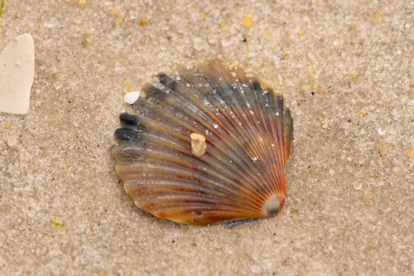 Bu güzel deniz tarağı kabuğu sahilde yatıyordu. Renk bantları kahverengiler, kırmızılar ve siyahlarla göze çarpıyor. Deniz kabuğu çıkıntılı bir vantilatöre benziyor. Her yerde kum taneleri vardı..