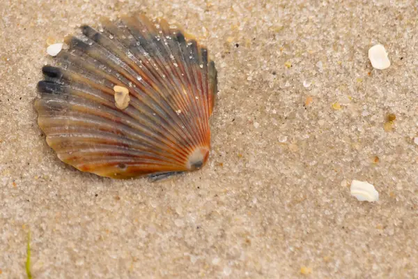 Bu güzel deniz tarağı kabuğu sahilde yatıyordu. Renk bantları kahverengiler, kırmızılar ve siyahlarla göze çarpıyor. Deniz kabuğu çıkıntılı bir vantilatöre benziyor. Her yerde kum taneleri vardı..