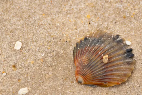 Bu güzel deniz tarağı kabuğu sahilde yatıyordu. Renk bantları kahverengiler, kırmızılar ve siyahlarla göze çarpıyor. Deniz kabuğu çıkıntılı bir vantilatöre benziyor. Her yerde kum taneleri vardı..