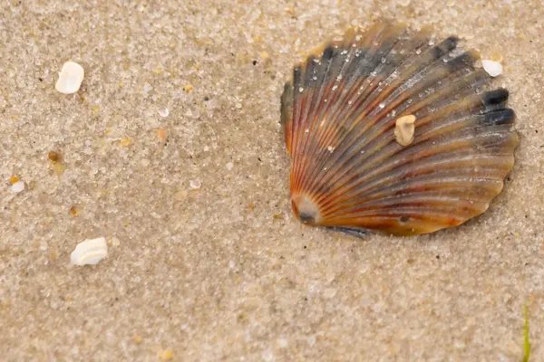 Bu güzel deniz tarağı kabuğu sahilde yatıyordu. Renk bantları kahverengiler, kırmızılar ve siyahlarla göze çarpıyor. Deniz kabuğu çıkıntılı bir vantilatöre benziyor. Her yerde kum taneleri vardı..