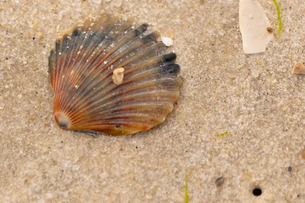 Bu güzel deniz tarağı kabuğu sahilde yatıyordu. Renk bantları kahverengiler, kırmızılar ve siyahlarla göze çarpıyor. Deniz kabuğu çıkıntılı bir vantilatöre benziyor. Her yerde kum taneleri vardı..