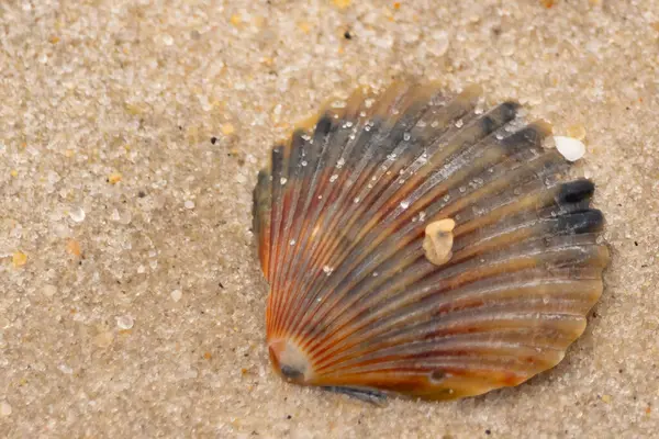 Bu güzel deniz tarağı kabuğu sahilde yatıyordu. Renk bantları kahverengiler, kırmızılar ve siyahlarla göze çarpıyor. Deniz kabuğu çıkıntılı bir vantilatöre benziyor. Her yerde kum taneleri vardı..