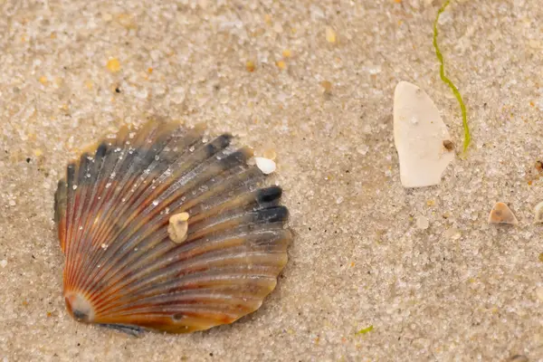 Bu güzel deniz tarağı kabuğu sahilde yatıyordu. Renk bantları kahverengiler, kırmızılar ve siyahlarla göze çarpıyor. Deniz kabuğu çıkıntılı bir vantilatöre benziyor. Her yerde kum taneleri vardı..