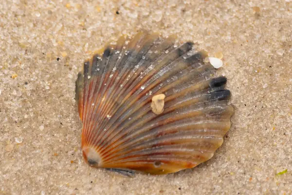 Bu güzel deniz tarağı kabuğu sahilde yatıyordu. Renk bantları kahverengiler, kırmızılar ve siyahlarla göze çarpıyor. Deniz kabuğu çıkıntılı bir vantilatöre benziyor. Her yerde kum taneleri vardı..
