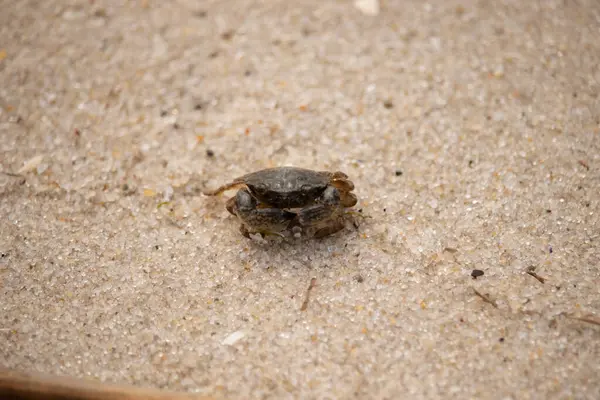 Bu sevimli yengeç kum tanelerinin arasında yatıyordu. Minik çakıl taşları neredeyse şeffaf görünüyor. Bunun dokusu kabuklunun pürüzsüz kabuğundan çok farklı görünüyor..