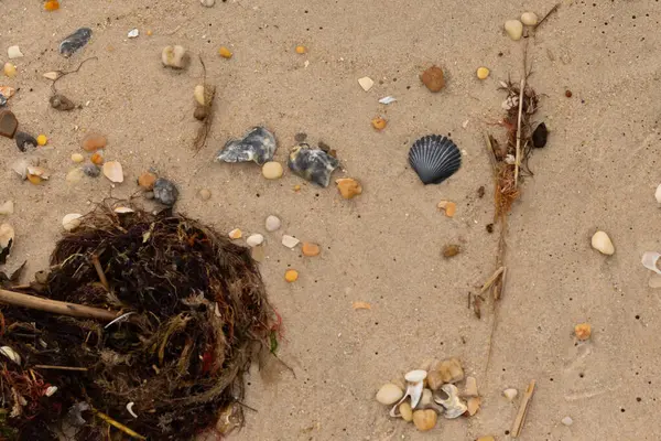 Bu kumsal enkazının kahverengi kum taneciklerinin her tarafında uzanan çok güzel bir görüntüsü. Siyah bir deniz tarağı kabuğu bazı çakıl taşları ve deniz kabuğu parçalarının etrafında yatıyordu..
