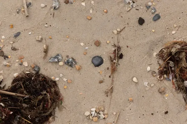 Bu kumsal enkazının kahverengi kum taneciklerinin her tarafında uzanan çok güzel bir görüntüsü. Siyah bir deniz tarağı kabuğu bazı çakıl taşları ve deniz kabuğu parçalarının etrafında yatıyordu..