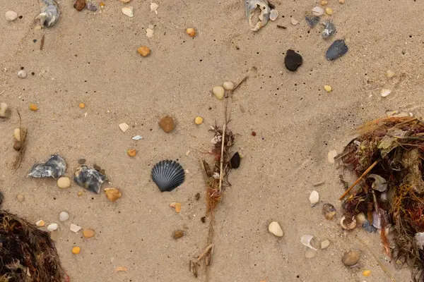 Bu kumsal enkazının kahverengi kum taneciklerinin her tarafında uzanan çok güzel bir görüntüsü. Siyah bir deniz tarağı kabuğu bazı çakıl taşları ve deniz kabuğu parçalarının etrafında yatıyordu..