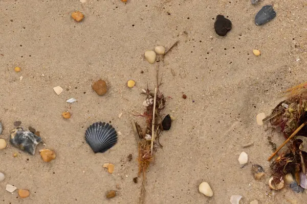 Bu kumsal enkazının kahverengi kum taneciklerinin her tarafında uzanan çok güzel bir görüntüsü. Siyah bir deniz tarağı kabuğu bazı çakıl taşları ve deniz kabuğu parçalarının etrafında yatıyordu..