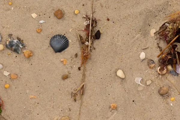 Bu kumsal enkazının kahverengi kum taneciklerinin her tarafında uzanan çok güzel bir görüntüsü. Siyah bir deniz tarağı kabuğu bazı çakıl taşları ve deniz kabuğu parçalarının etrafında yatıyordu..