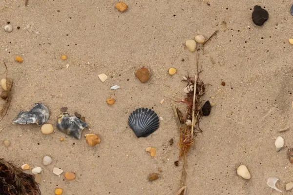 Bu kumsal enkazının kahverengi kum taneciklerinin her tarafında uzanan çok güzel bir görüntüsü. Siyah bir deniz tarağı kabuğu bazı çakıl taşları ve deniz kabuğu parçalarının etrafında yatıyordu..