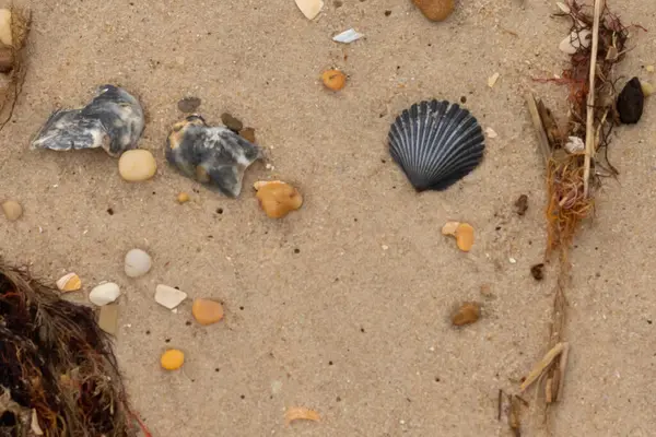 Bu kumsal enkazının kahverengi kum taneciklerinin her tarafında uzanan çok güzel bir görüntüsü. Siyah bir deniz tarağı kabuğu bazı çakıl taşları ve deniz kabuğu parçalarının etrafında yatıyordu..