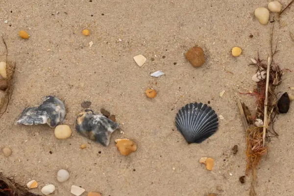 Bu kumsal enkazının kahverengi kum taneciklerinin her tarafında uzanan çok güzel bir görüntüsü. Siyah bir deniz tarağı kabuğu bazı çakıl taşları ve deniz kabuğu parçalarının etrafında yatıyordu..
