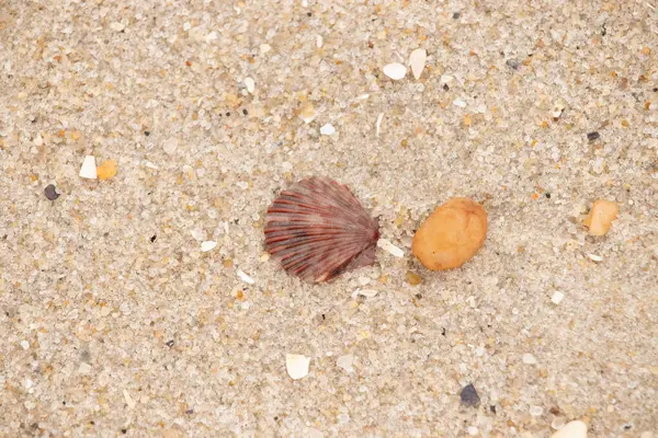 Bu, kumsalda, her tarafında kum taneleri olan küçük bir çakıl taşının yanında oturan deniz kabuğunun güzel bir görüntüsü. Deniz tarağı kabuğunun oldukça güzel bir pervane görünüşü var. Kırmızı renkler göze çarpıyor..