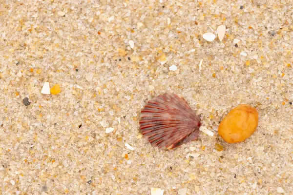 Bu, kumsalda, her tarafında kum taneleri olan küçük bir çakıl taşının yanında oturan deniz kabuğunun güzel bir görüntüsü. Deniz tarağı kabuğunun oldukça güzel bir pervane görünüşü var. Kırmızı renkler göze çarpıyor..
