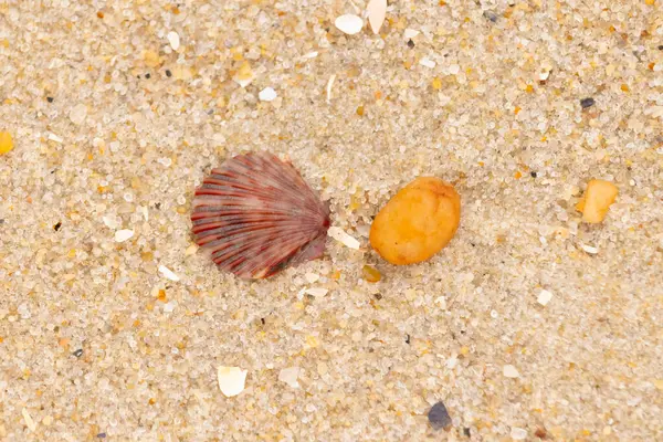 Bu, kumsalda, her tarafında kum taneleri olan küçük bir çakıl taşının yanında oturan deniz kabuğunun güzel bir görüntüsü. Deniz tarağı kabuğunun oldukça güzel bir pervane görünüşü var. Kırmızı renkler göze çarpıyor..