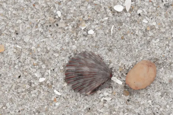 Bu, kumsalda, her tarafında kum taneleri olan küçük bir çakıl taşının yanında oturan deniz kabuğunun güzel bir görüntüsü. Deniz tarağı kabuğunun oldukça güzel bir pervane görünüşü var. Kırmızı renkler göze çarpıyor..