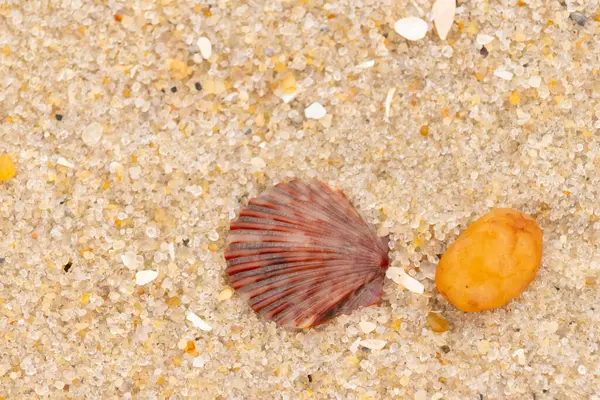 Bu, kumsalda, her tarafında kum taneleri olan küçük bir çakıl taşının yanında oturan deniz kabuğunun güzel bir görüntüsü. Deniz tarağı kabuğunun oldukça güzel bir pervane görünüşü var. Kırmızı renkler göze çarpıyor..