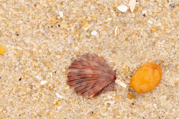 Bu, kumsalda, her tarafında kum taneleri olan küçük bir çakıl taşının yanında oturan deniz kabuğunun güzel bir görüntüsü. Deniz tarağı kabuğunun oldukça güzel bir pervane görünüşü var. Kırmızı renkler göze çarpıyor..