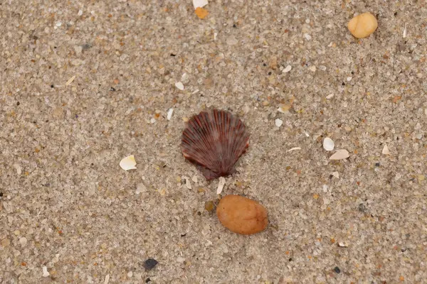 Bu, kumsalda, her tarafında kum taneleri olan küçük bir çakıl taşının yanında oturan deniz kabuğunun güzel bir görüntüsü. Deniz tarağı kabuğunun oldukça güzel bir pervane görünüşü var. Kırmızı renkler göze çarpıyor..