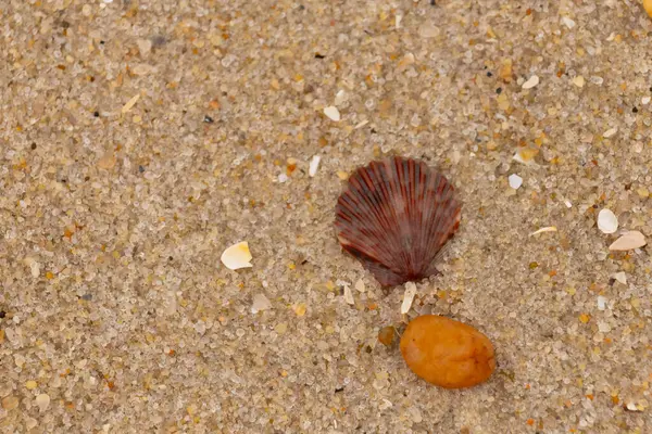 Bu, kumsalda, her tarafında kum taneleri olan küçük bir çakıl taşının yanında oturan deniz kabuğunun güzel bir görüntüsü. Deniz tarağı kabuğunun oldukça güzel bir pervane görünüşü var. Kırmızı renkler göze çarpıyor..