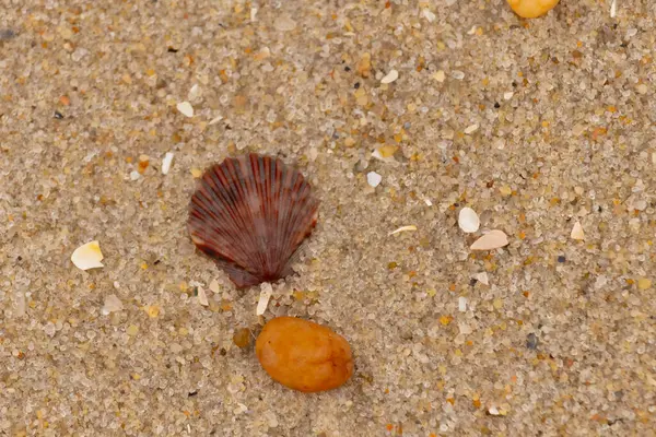 Bu, kumsalda, her tarafında kum taneleri olan küçük bir çakıl taşının yanında oturan deniz kabuğunun güzel bir görüntüsü. Deniz tarağı kabuğunun oldukça güzel bir pervane görünüşü var. Kırmızı renkler göze çarpıyor..