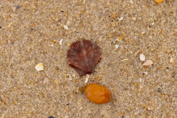 Bu, kumsalda, her tarafında kum taneleri olan küçük bir çakıl taşının yanında oturan deniz kabuğunun güzel bir görüntüsü. Deniz tarağı kabuğunun oldukça güzel bir pervane görünüşü var. Kırmızı renkler göze çarpıyor..