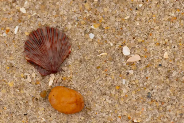 Bu, kumsalda, her tarafında kum taneleri olan küçük bir çakıl taşının yanında oturan deniz kabuğunun güzel bir görüntüsü. Deniz tarağı kabuğunun oldukça güzel bir pervane görünüşü var. Kırmızı renkler göze çarpıyor..
