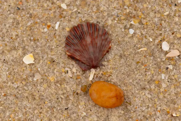 Bu, kumsalda, her tarafında kum taneleri olan küçük bir çakıl taşının yanında oturan deniz kabuğunun güzel bir görüntüsü. Deniz tarağı kabuğunun oldukça güzel bir pervane görünüşü var. Kırmızı renkler göze çarpıyor..