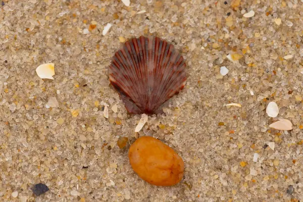 Bu, kumsalda, her tarafında kum taneleri olan küçük bir çakıl taşının yanında oturan deniz kabuğunun güzel bir görüntüsü. Deniz tarağı kabuğunun oldukça güzel bir pervane görünüşü var. Kırmızı renkler göze çarpıyor..