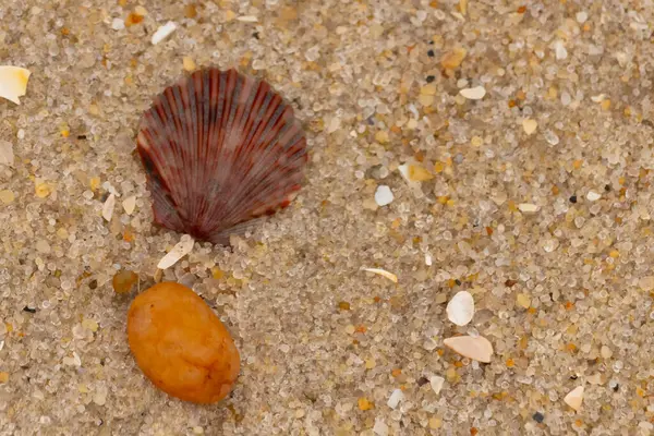 Bu, kumsalda, her tarafında kum taneleri olan küçük bir çakıl taşının yanında oturan deniz kabuğunun güzel bir görüntüsü. Deniz tarağı kabuğunun oldukça güzel bir pervane görünüşü var. Kırmızı renkler göze çarpıyor..
